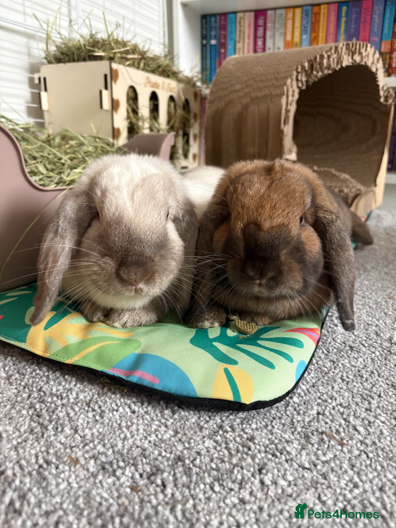 Mini Lop rabbits Bonded pair for rehoming 💕 - Advert 3