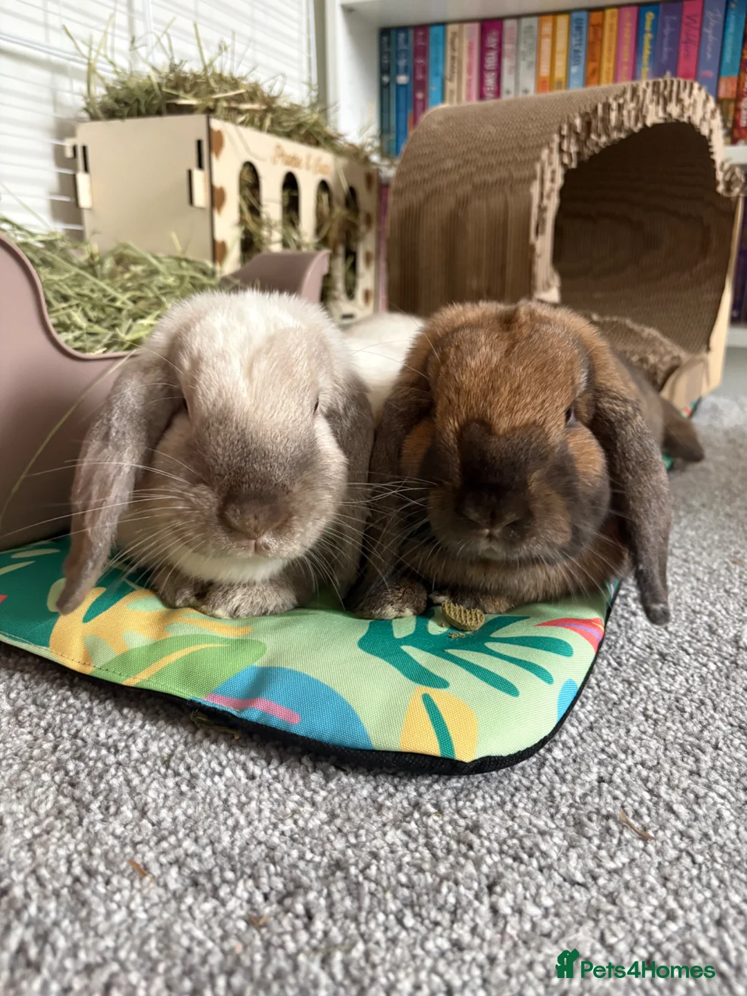 Mini Lop rabbits for sale: Bonded pair for rehoming 💕 in Pontefract - Advert 1
