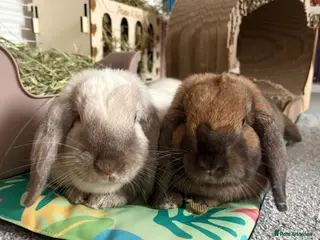 Mini Lop rabbits Bonded pair for rehoming 💕 - Advert 1