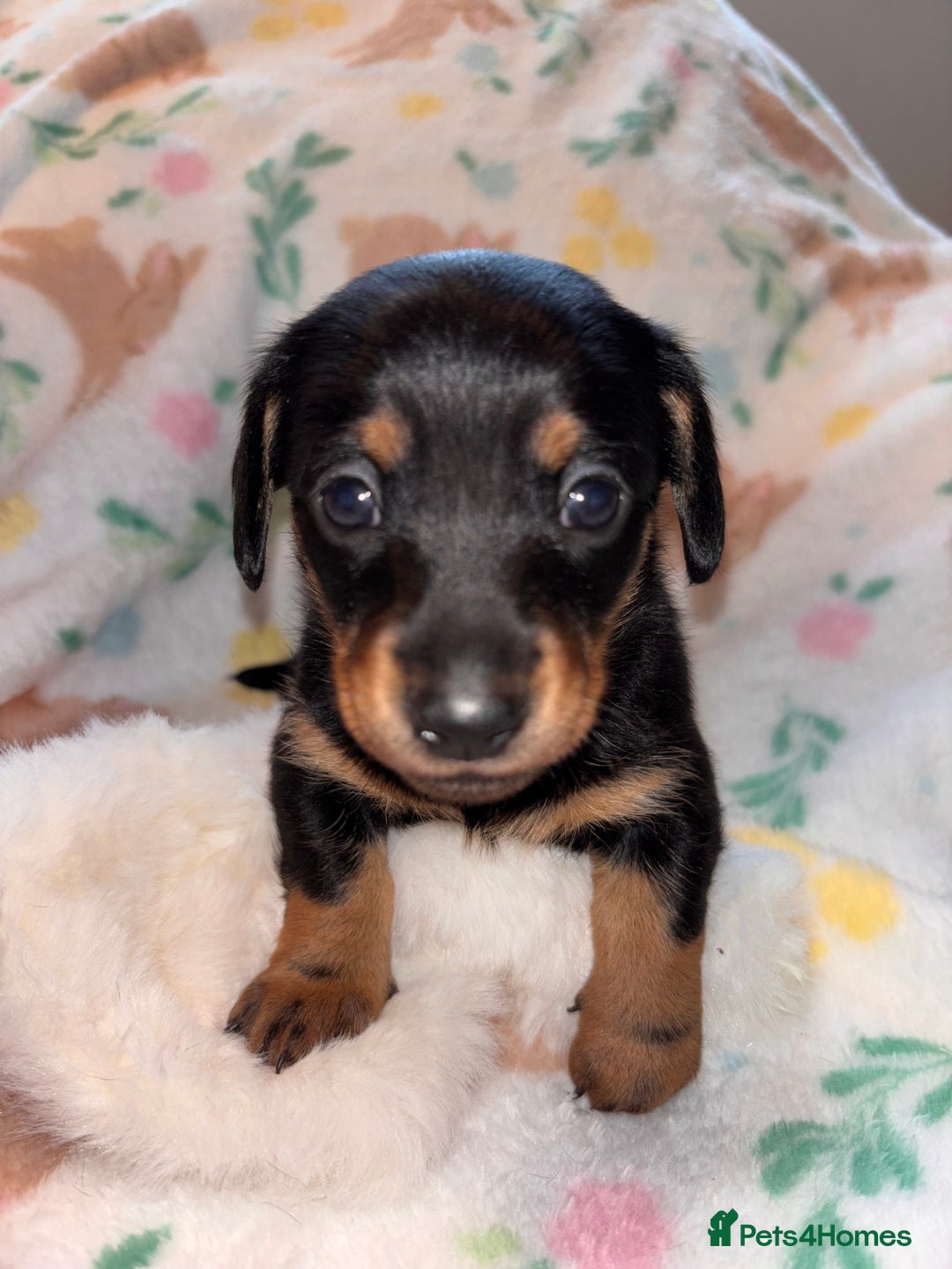 Miniature Dachshund dogs for sale: Dreamy miniature dachshunds  - Advert 20
