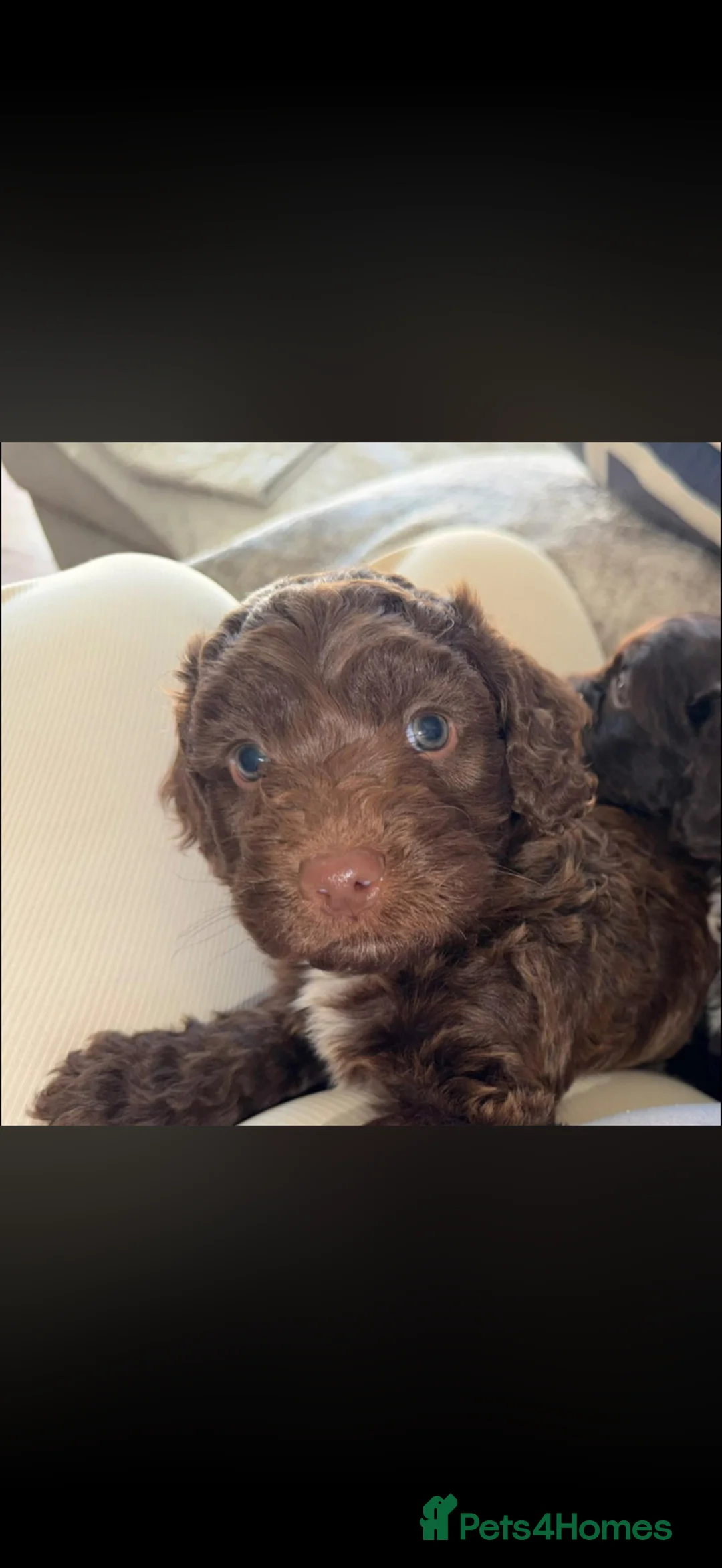 Cockapoo dogs for sale: Cockapoo puppies - Advert 11