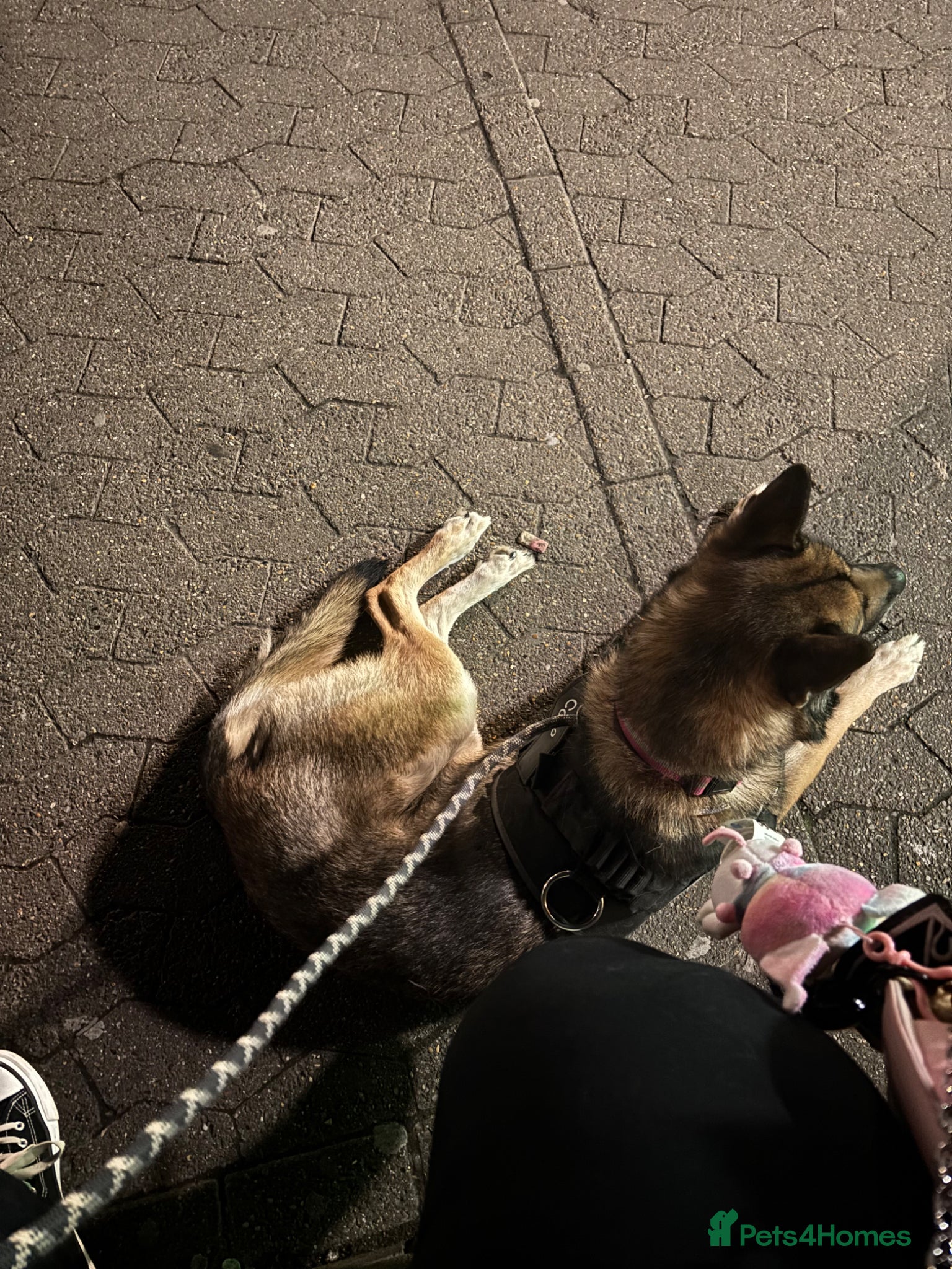 Mixed Breed dogs rehoming our GSD x belgian malinois (shepinois) - Advert 1