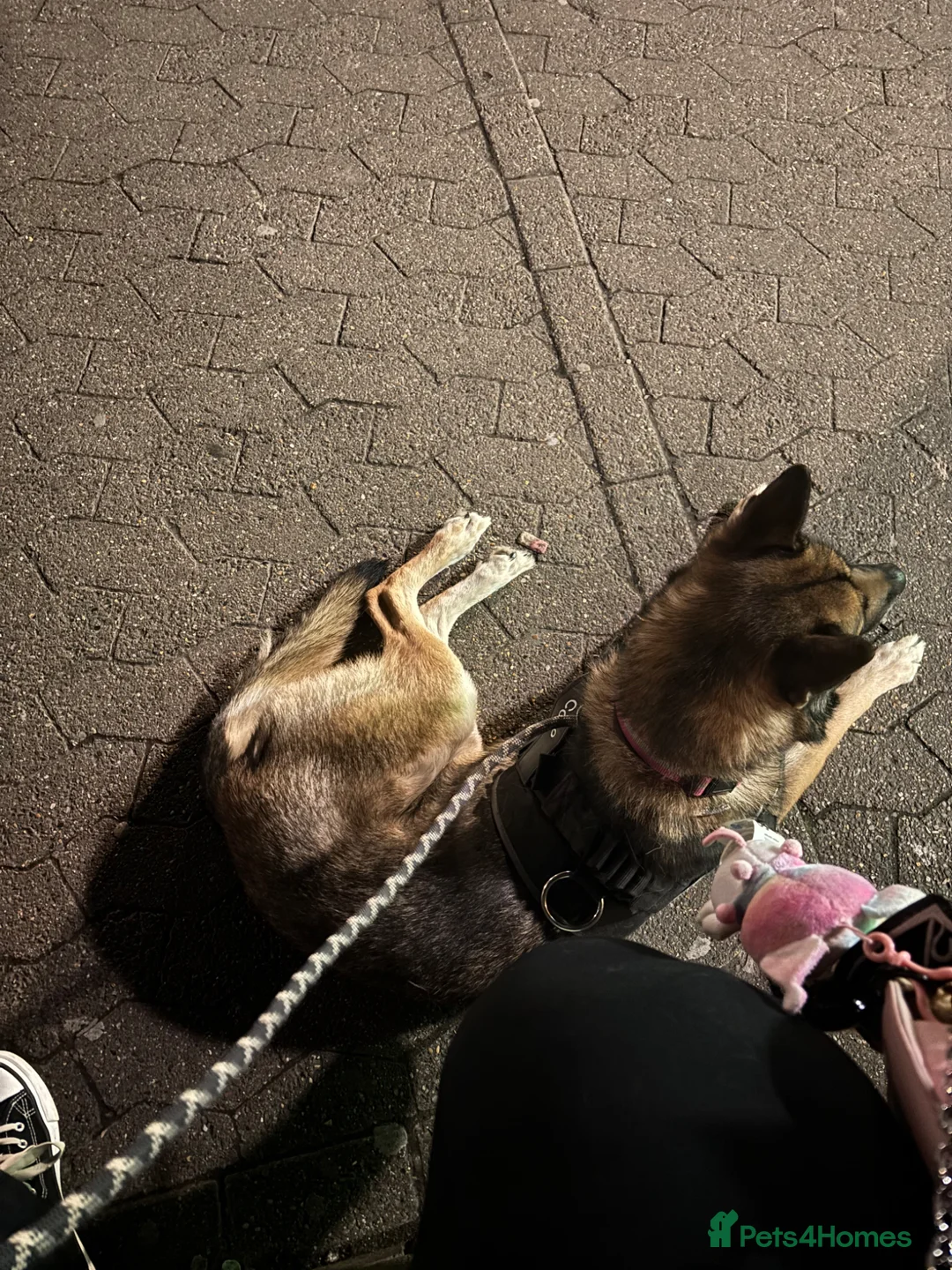 Mixed Breed dogs for sale: rehoming our GSD x belgian malinois (shepinois) in Heckmondwike - Advert 1