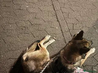 Mixed Breed dogs rehoming our GSD x belgian malinois (shepinois) - Advert 1