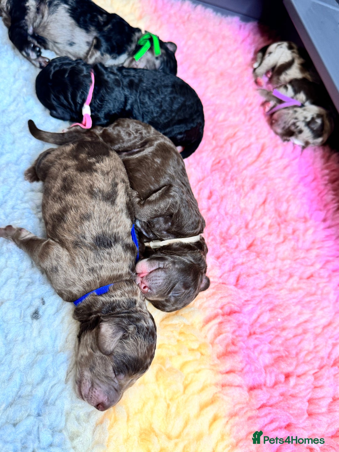 Mixed Breed dogs for sale: Goldendoodle/Australian double doodles  - Image 8