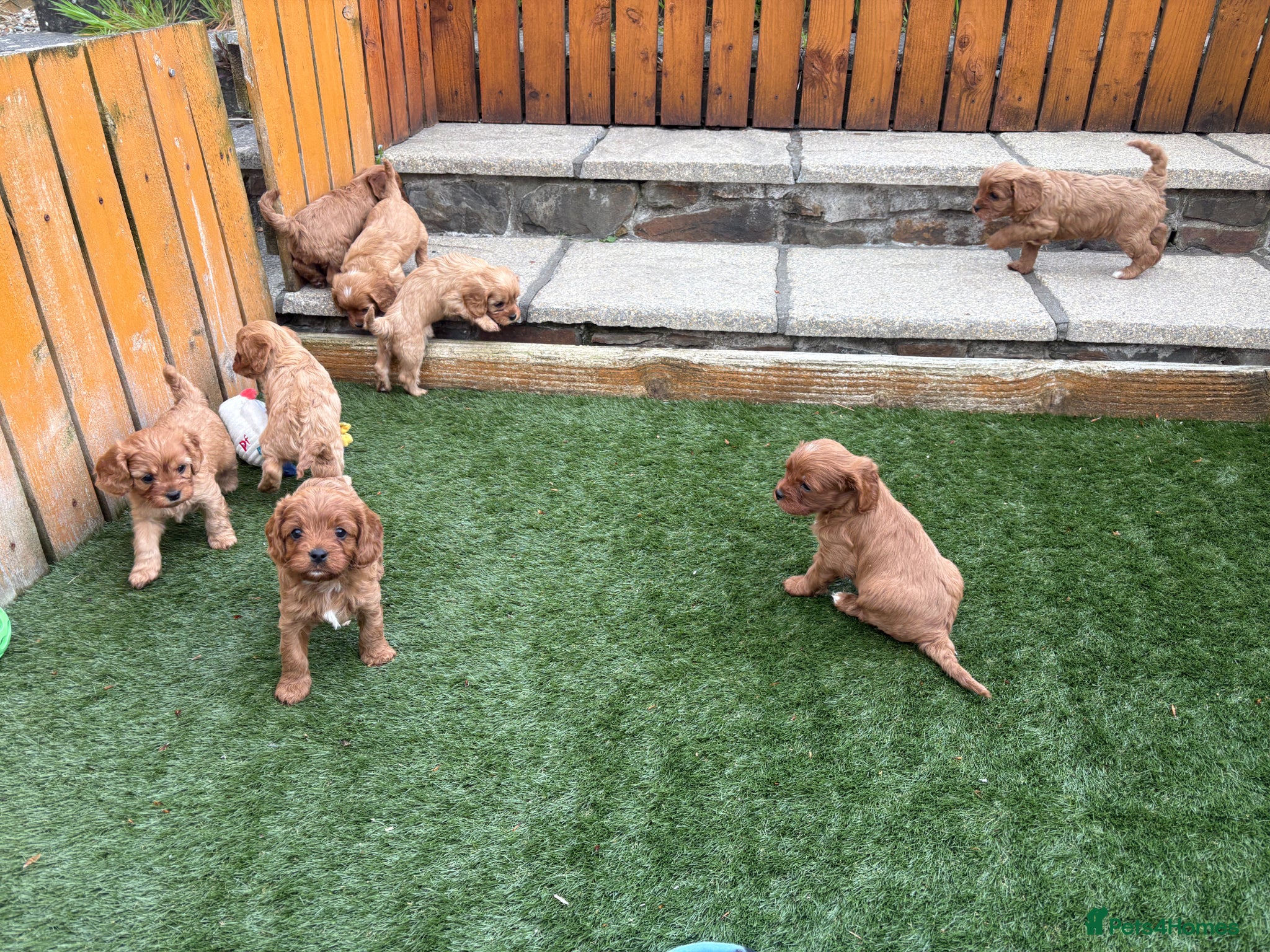 Cavapoo dogs for sale: Stunning F1 Cavapoo pups, out of DNA tested parent - Advert 1