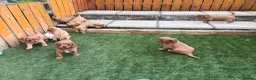 Cavapoo dogs for sale: Stunning F1 Cavapoo pups, out of DNA tested parent - Advert 1