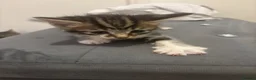 Mixed Breed cats for sale: Beautiful soft teddy like kittens  in Ilford - Advert 4