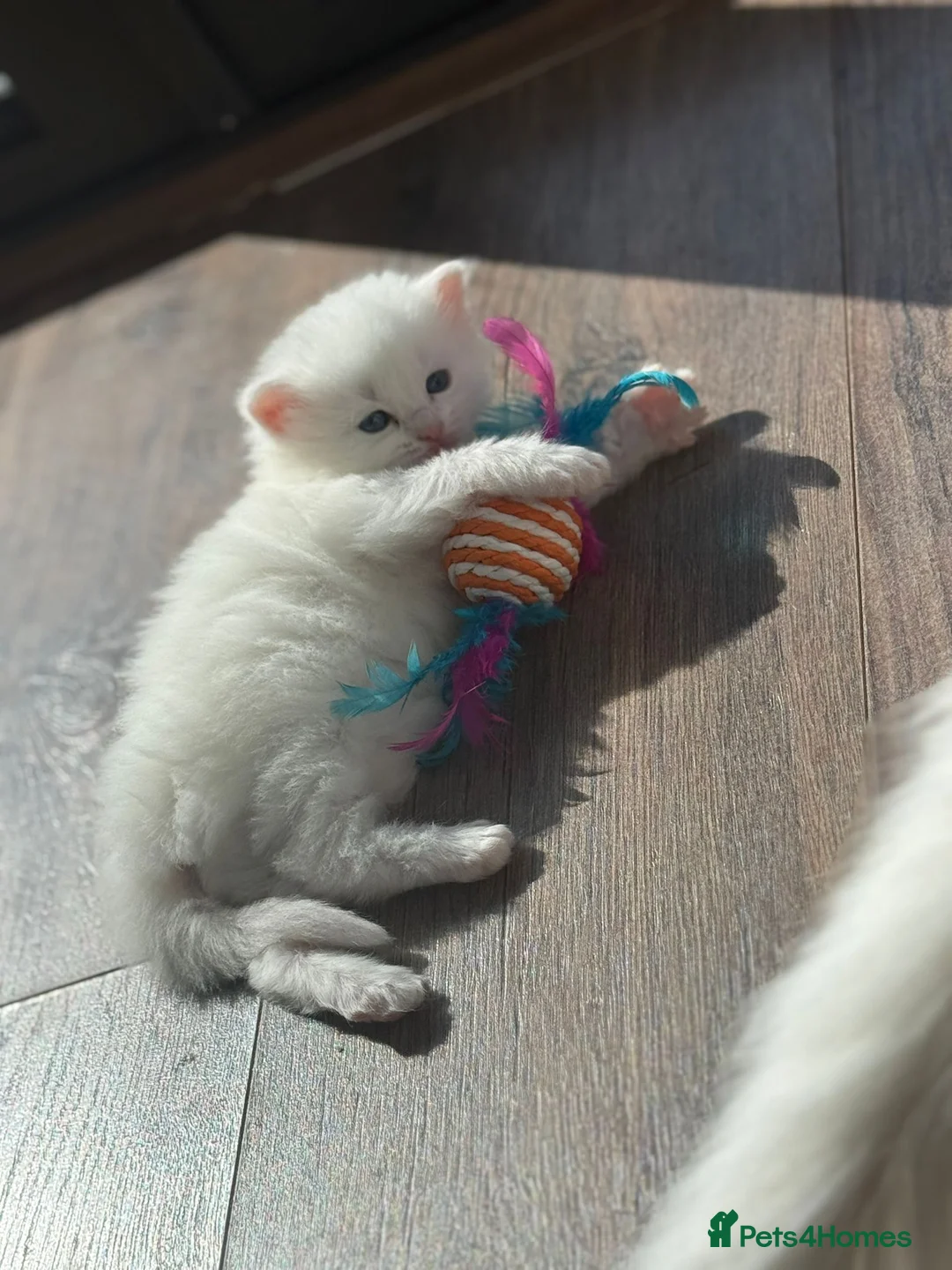 Mixed Breed cats for sale: Adorable Ragdoll x Turkish Angora Kittens  in Coventry - Advert 1