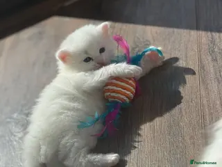 Mixed Breed cats Adorable Ragdoll x Turkish Angora Kittens - Advert 1