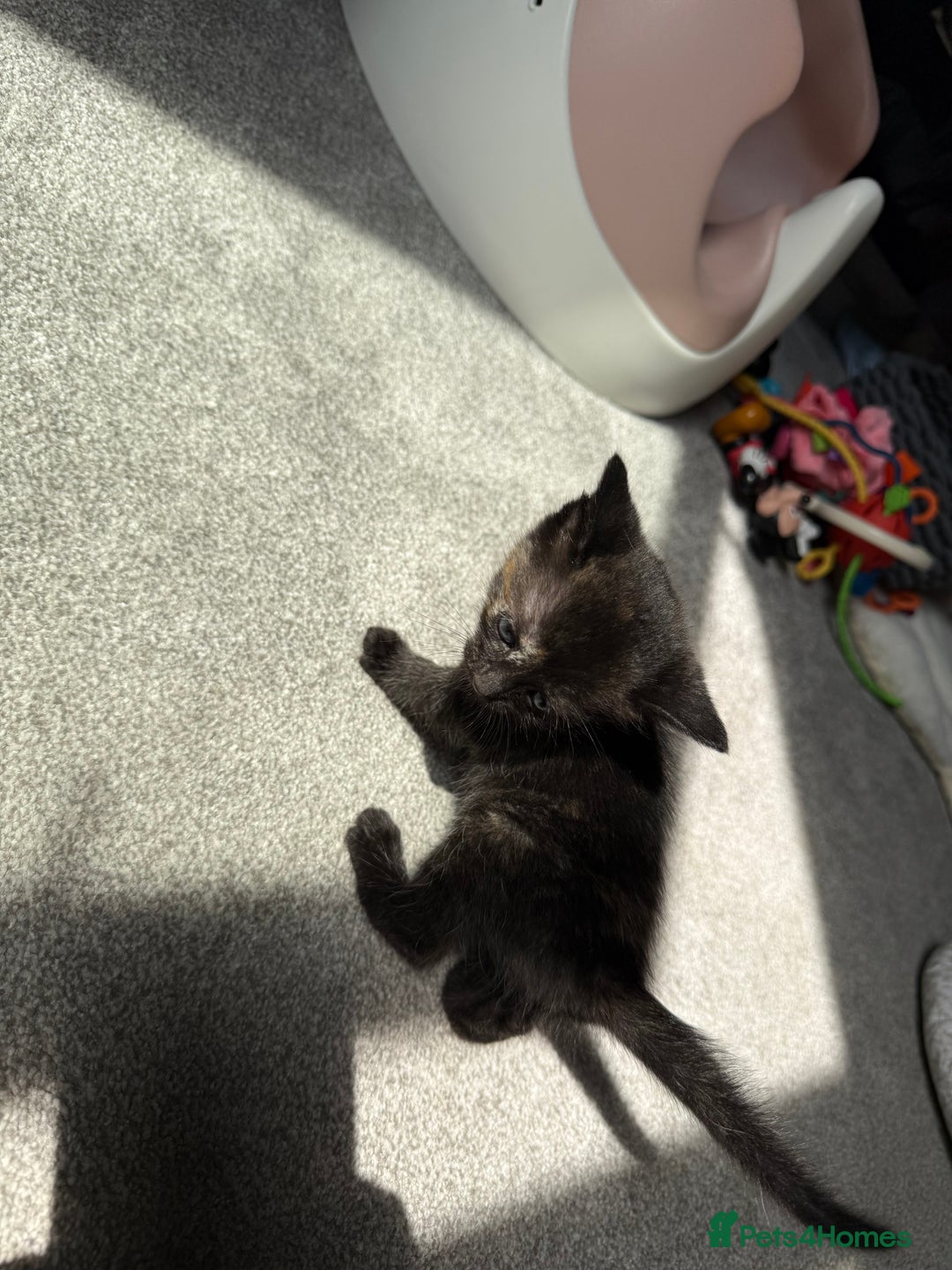 RagaMuffin cats for sale: Ragamuffin kittens  - Image 35