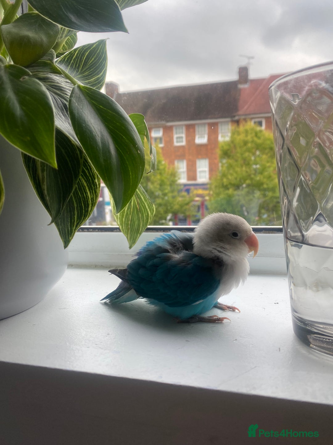 Lovebirds birds for sale: Selling Fischer’s Lovebird (PRICE IS NEGOTIABLE) - Advert 3