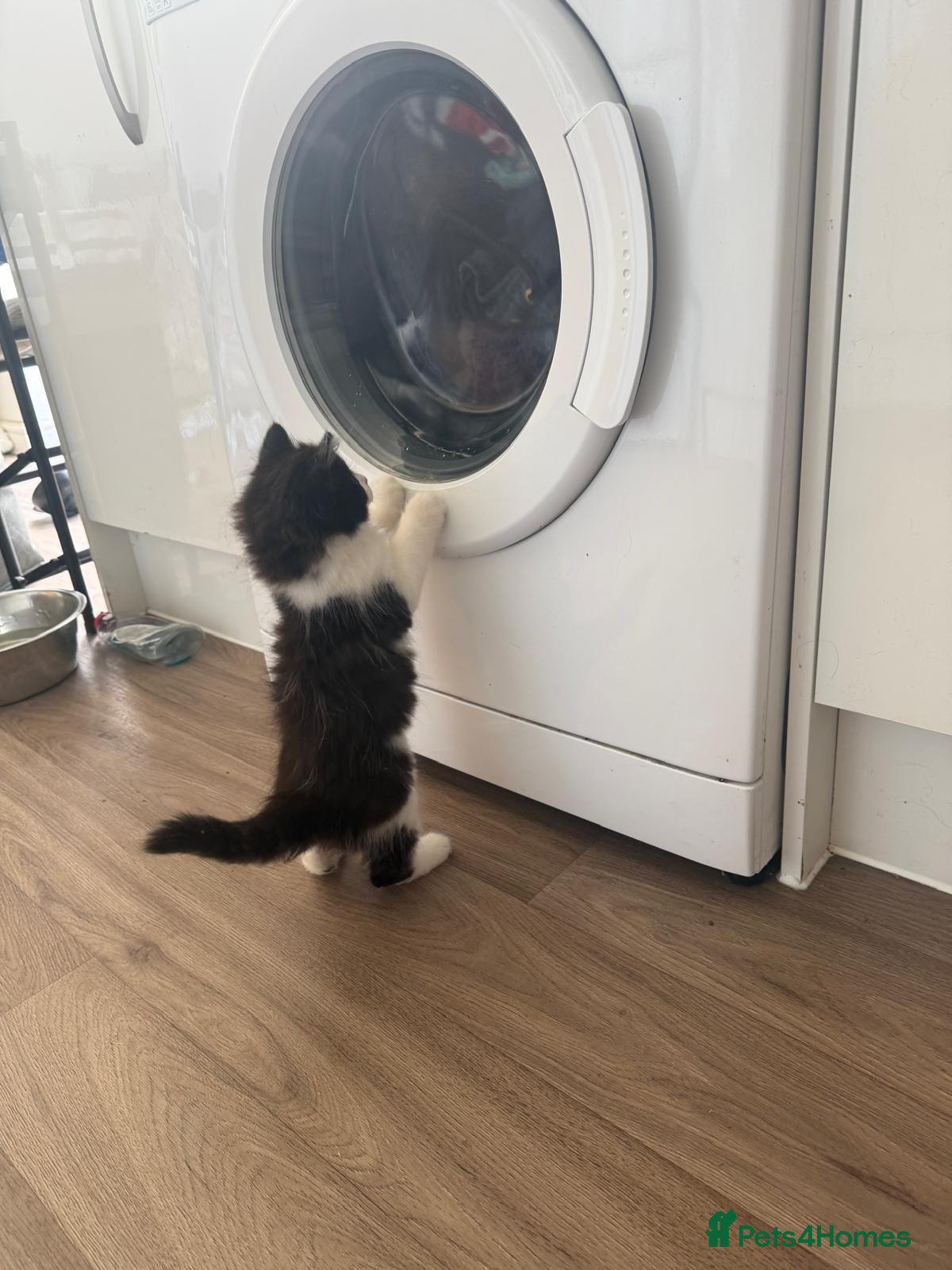 Ragdoll cats Beautiful fluffy kitten ready to leave - Advert 7