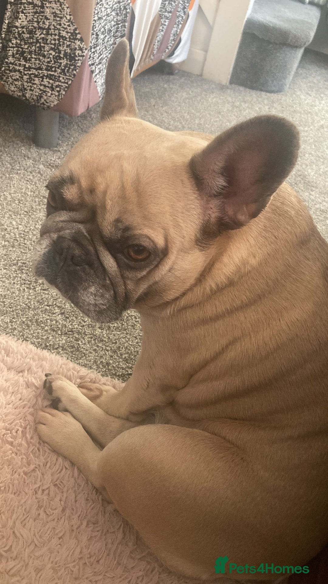 French Bulldog dogs for adoption: 💖DORA-Betrayed Many Times, But Still Loving💖 - Advert 11