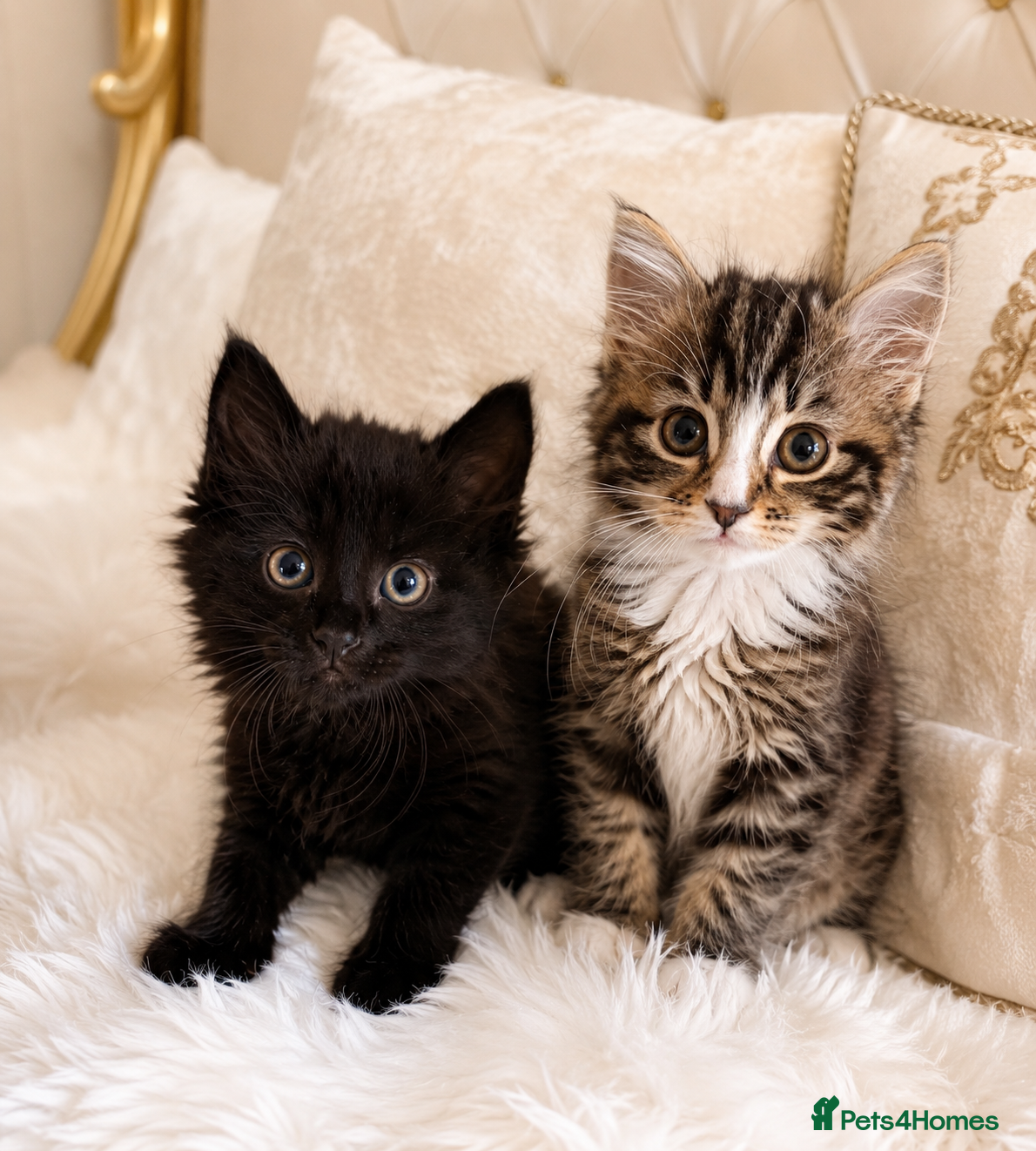 Mixed Breed cats 2 LEFT. Maine Coon Kittens - Advert 9