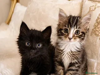 Mixed Breed cats 2 LEFT. Maine Coon Kittens - Advert 9