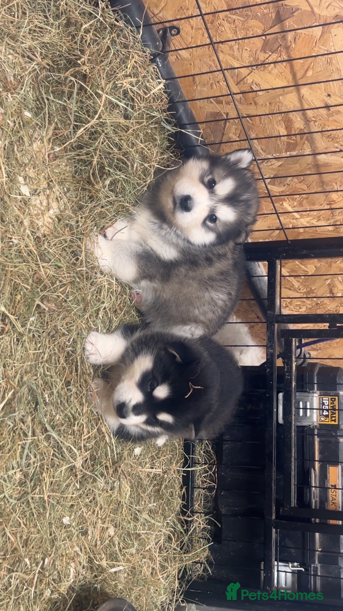 Alaskan Malamute dogs Purebred Alaskan Malamute - Advert 2