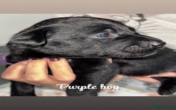 Labrador Retriever dogs for sale: Labrador puppies  - Image 4