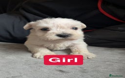 Miniature Schnauzer dogs for sale: Miniature Schnauzer Puppies - Image 3