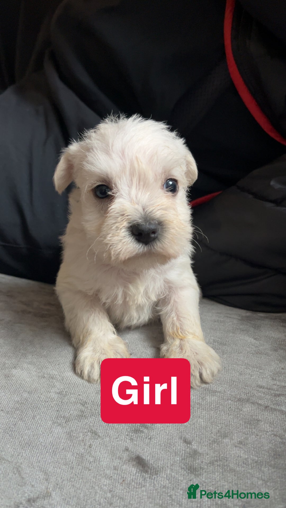 Miniature Schnauzer dogs for sale: Miniature Schnauzer Puppies - Image 3