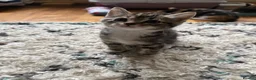 Mixed Breed cats for sale: Calico Kittens for sale  in London - Advert 10
