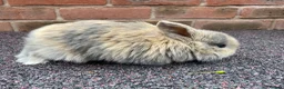 Mini Lop rabbits for sale: STUNNING PURE BREED MINI LOPS AMAZING COLOURS  - Advert 13
