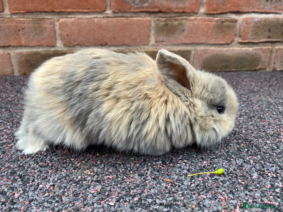Mini Lop rabbits for sale: STUNNING PURE BREED MINI LOPS AMAZING COLOURS  - Advert 13