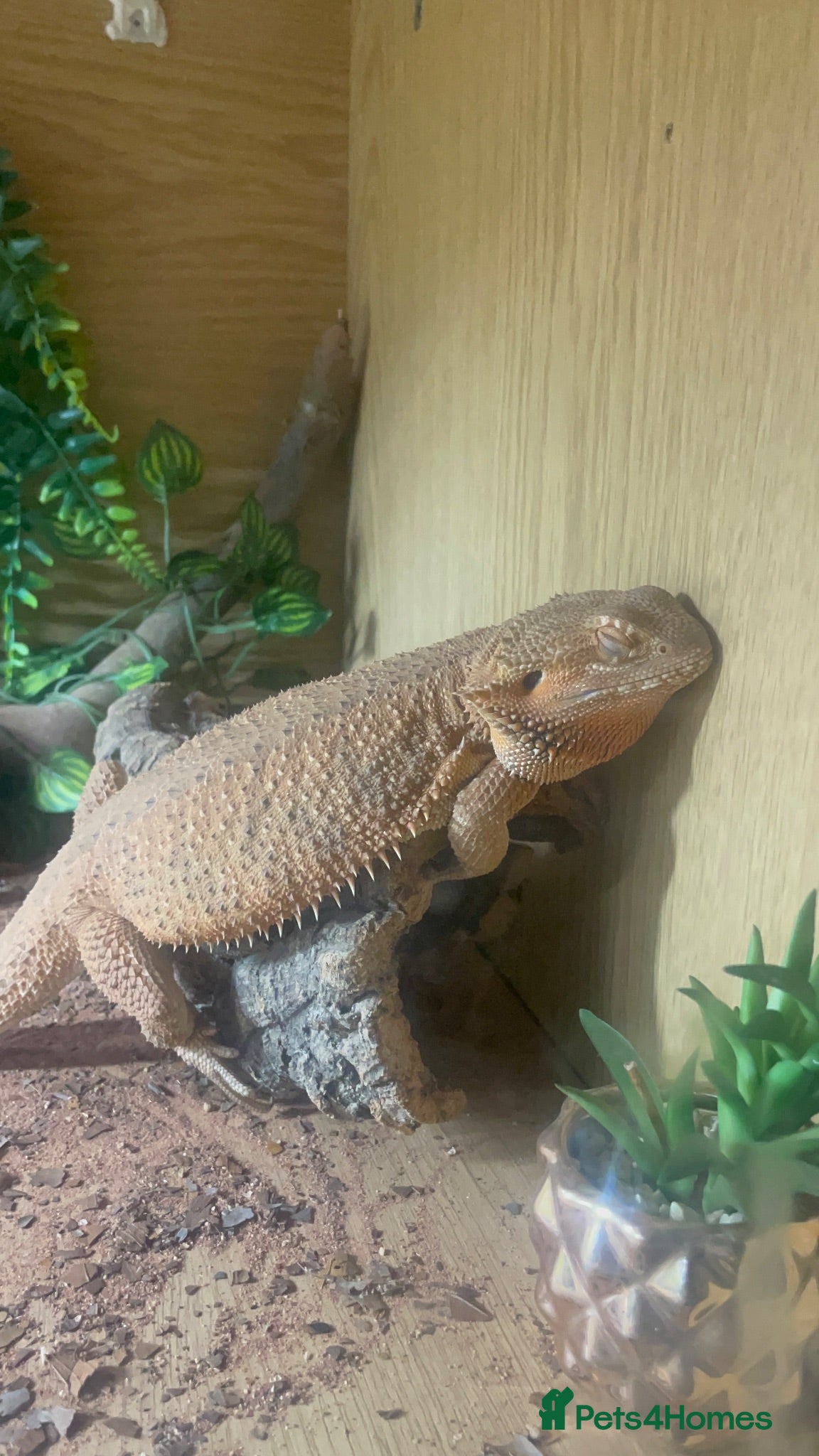 Bearded Dragon reptiles Bearded dragon for sale  - Advert 3