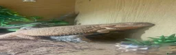 Bearded Dragon reptiles for sale: Bearded dragon for sale  - Advert 1