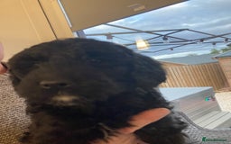 Portuguese Water Dog dogs for sale: Portuguese water dog - Image 6