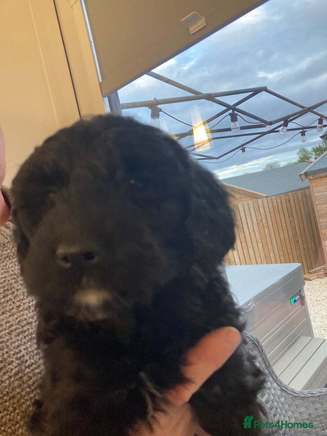 Portuguese Water Dog dogs for sale: Portuguese water dog - Image 6