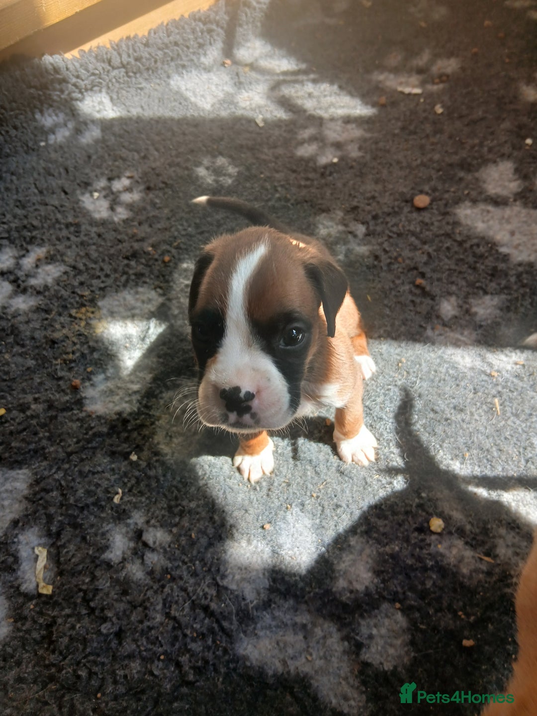 Boxer dogs for sale: Stunning kc registered boxer pups - Image 17
