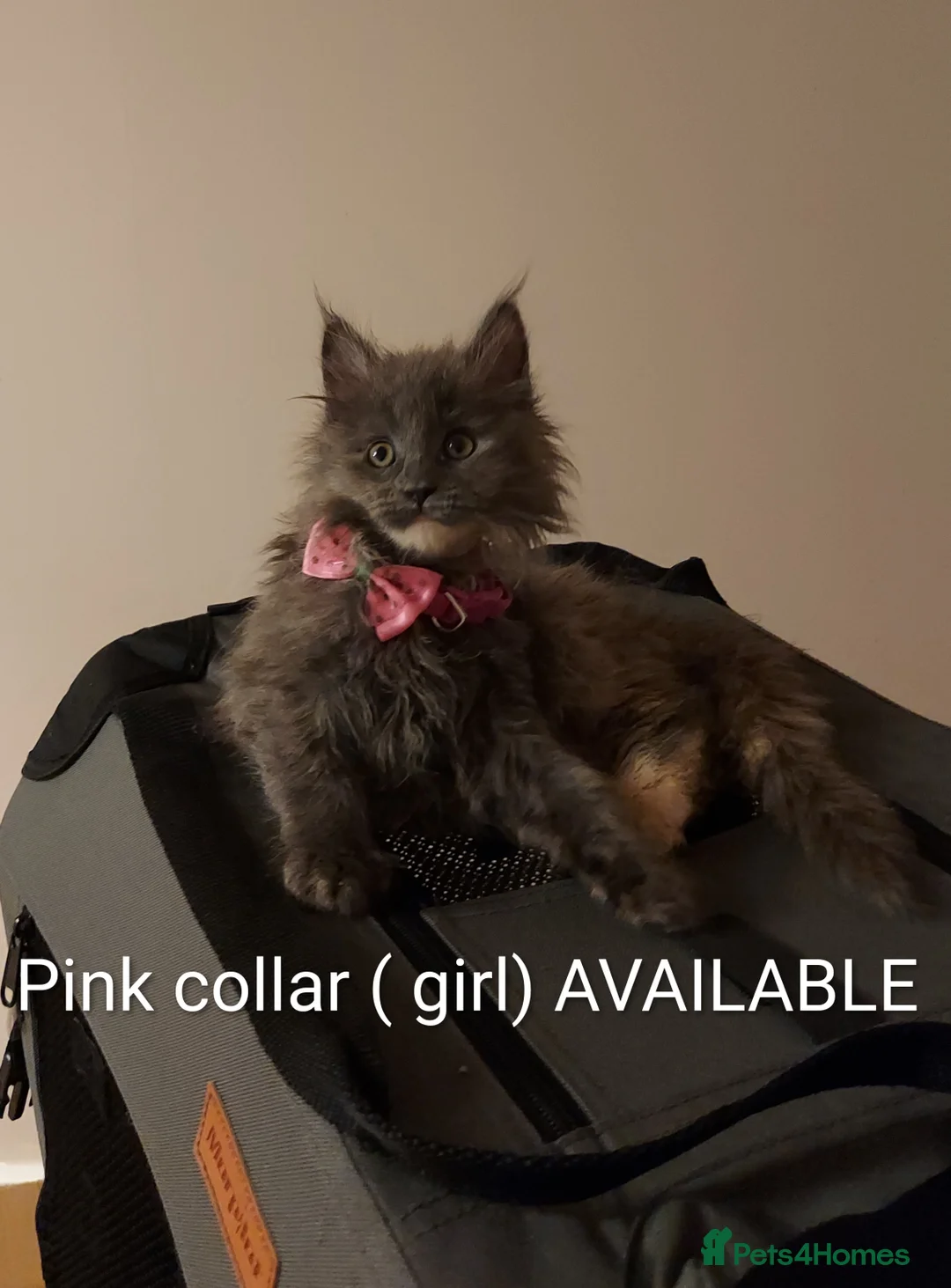 Maine Coon cats for sale: RARE COLOURS!!! MAINE COON KITTENS/DNA/GCCF  - Advert 12