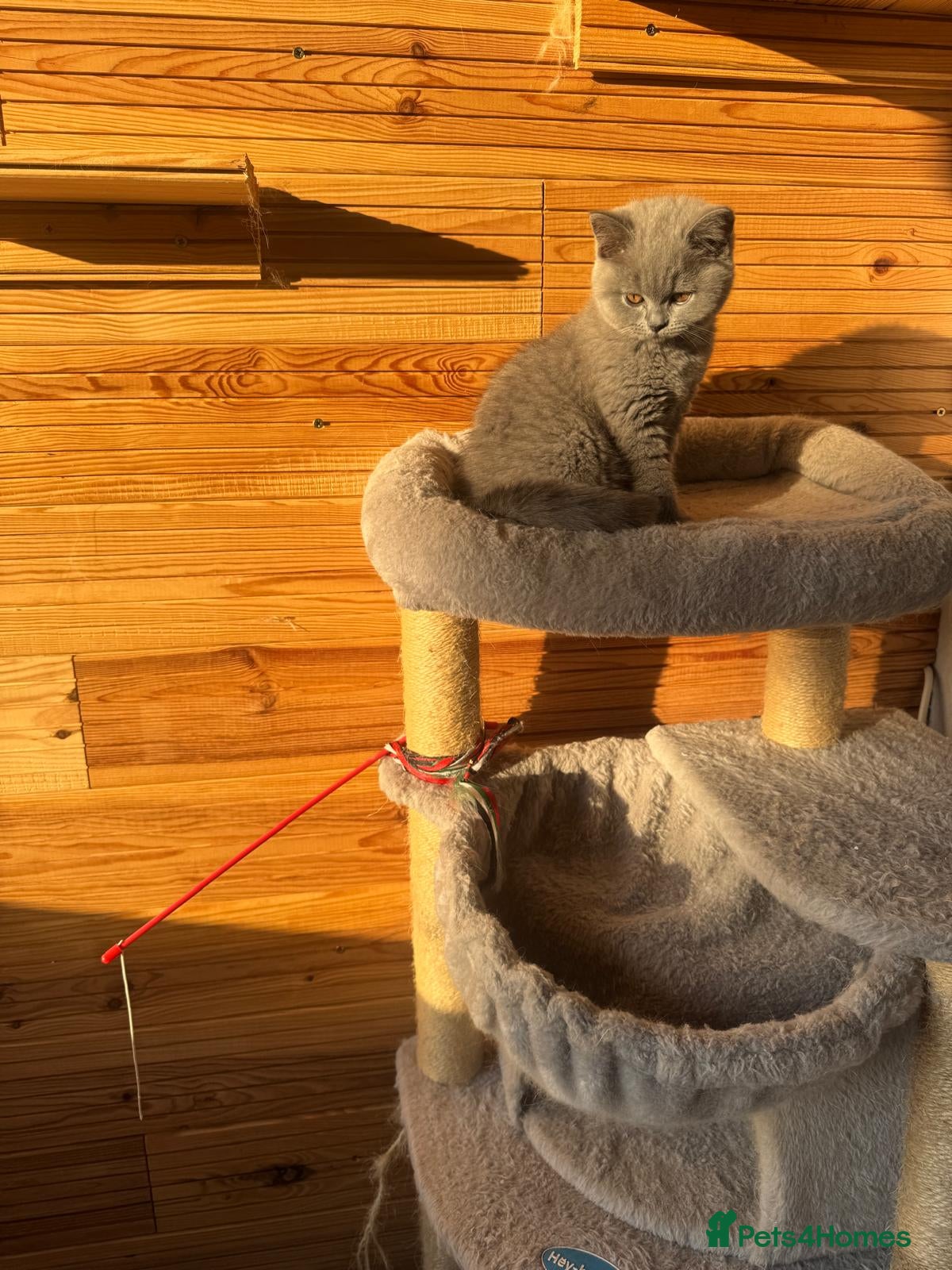British Shorthair cats Beautiful GCCF ready to leave  - Advert 2