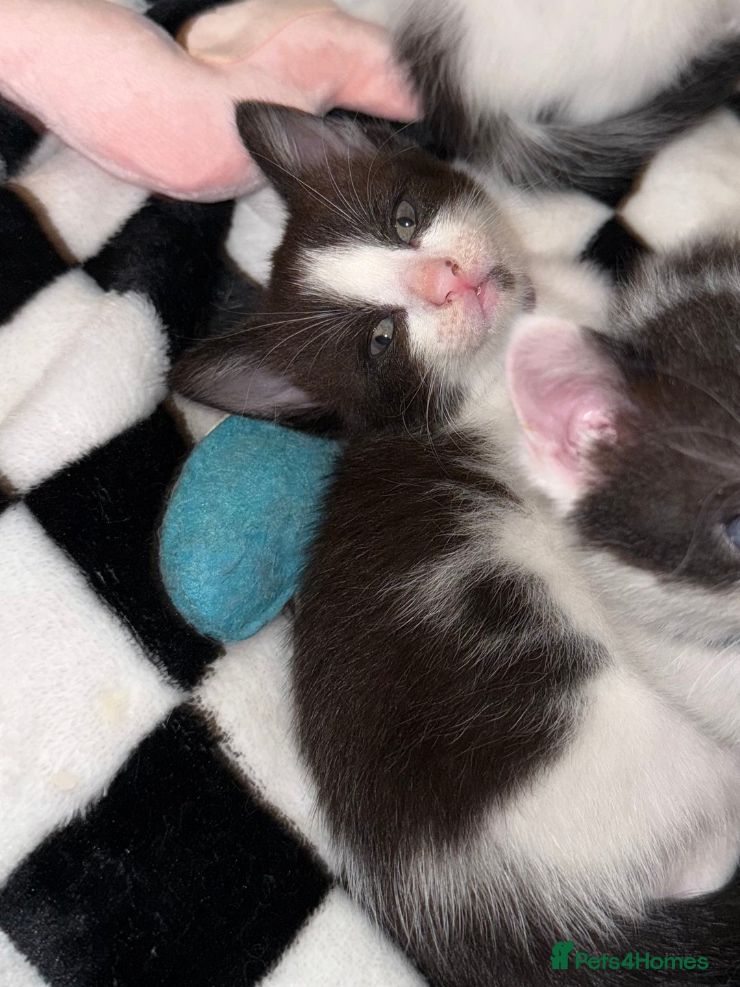 Domestic Shorthair cats for sale: 2x female domestic shorthair kittens - Image 5
