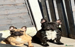 French Bulldog dogs for sale: French Bulldog Puppies PET PRICED  - Image 12
