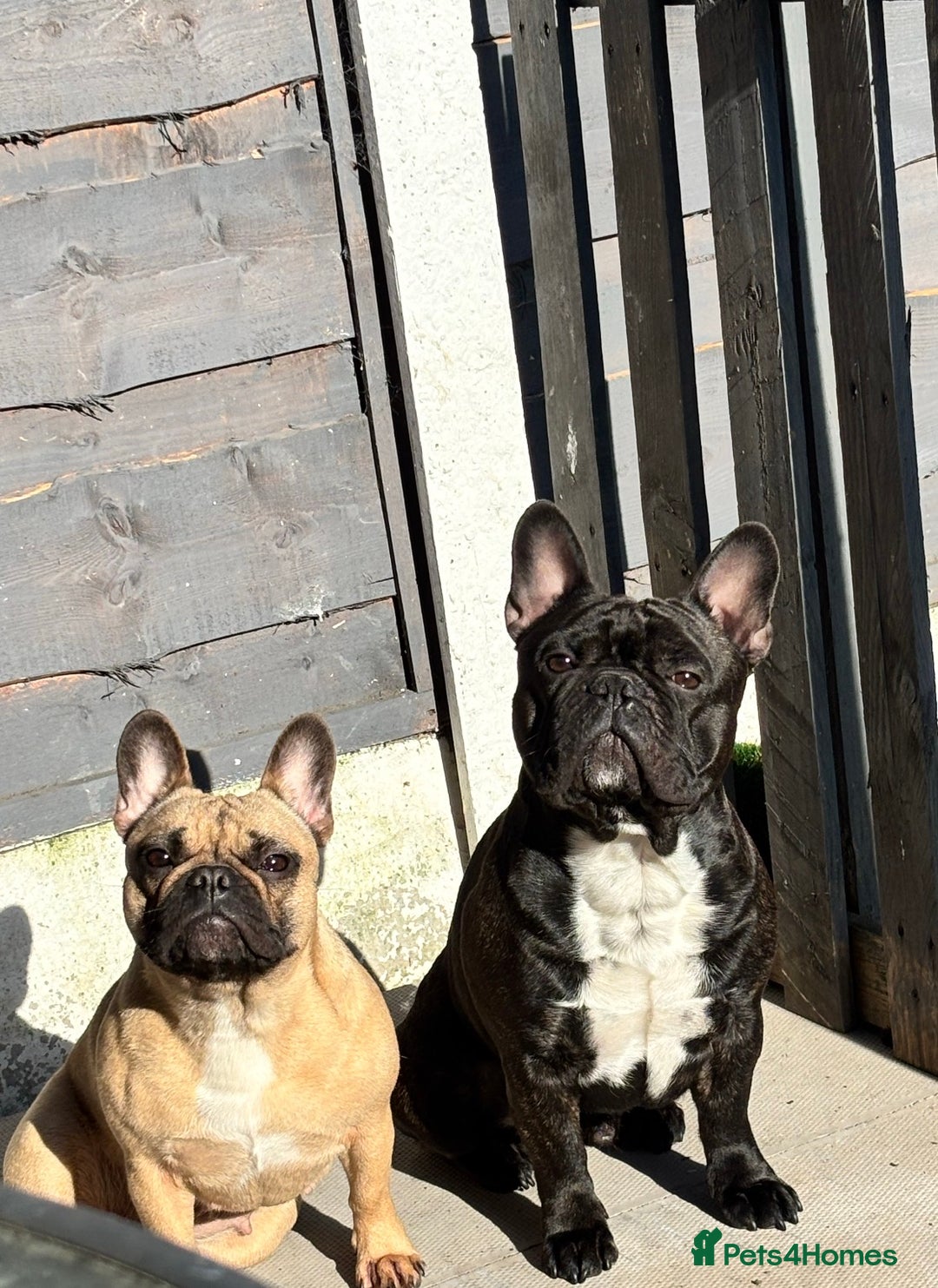 French Bulldog dogs for sale: French Bulldog Puppies PET PRICED  - Image 12