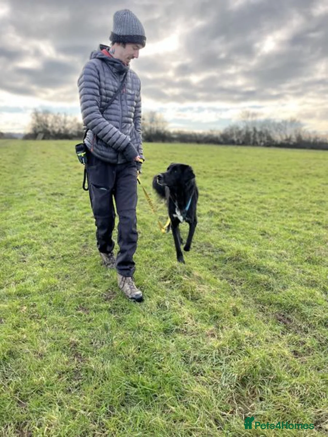 Mixed Breed dogs for adoption: Roo has been waiting for a home for too long! in Waltham Abbey - Advert 5