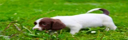 English Springer Spaniel dogs for sale: Working Line Liver And White Springer Spaniels - Advert 22