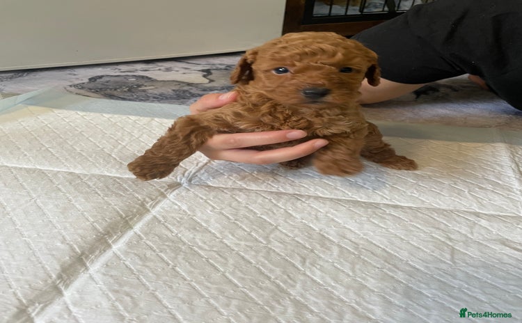 Cockapoo dogs - Advert 15