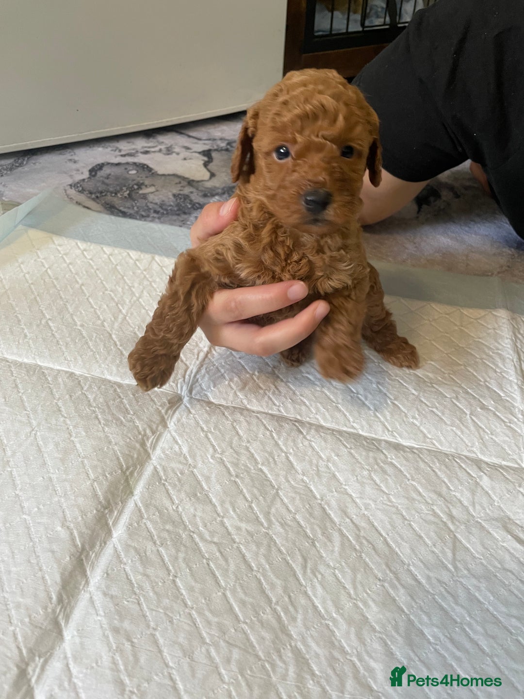 Cockapoo dogs for sale: Beautiful litter of cockapoo puppies  - Image 1