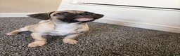 Mixed Breed dogs for sale: Pug X jack russel - Advert 4