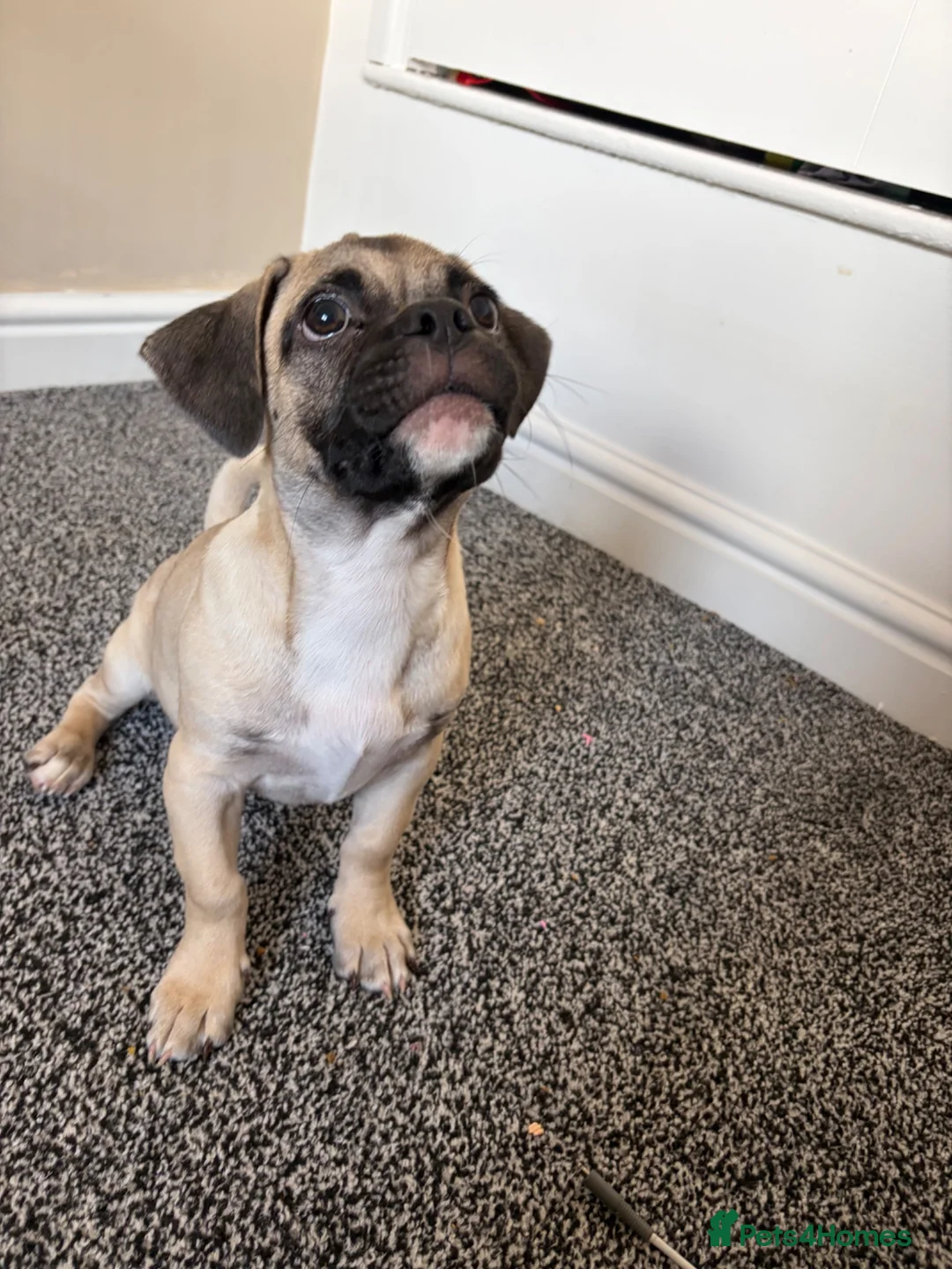 Mixed Breed dogs for sale: Pug X jack russel - Advert 4