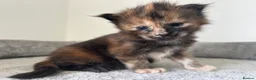 Maine Coon cats for sale: Last black torbie female available  - Advert 14