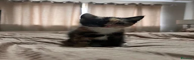 Mixed Breed Kitten 2
