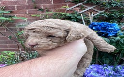 Toy Poodle dogs for sale: KC Tiny Perfect phantom poodles+colours - Image 26