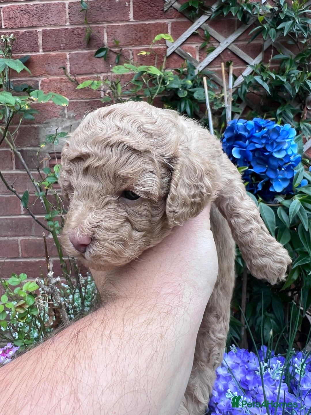 Toy Poodle dogs for sale: KC Tiny Perfect phantom poodles+colours - Image 26