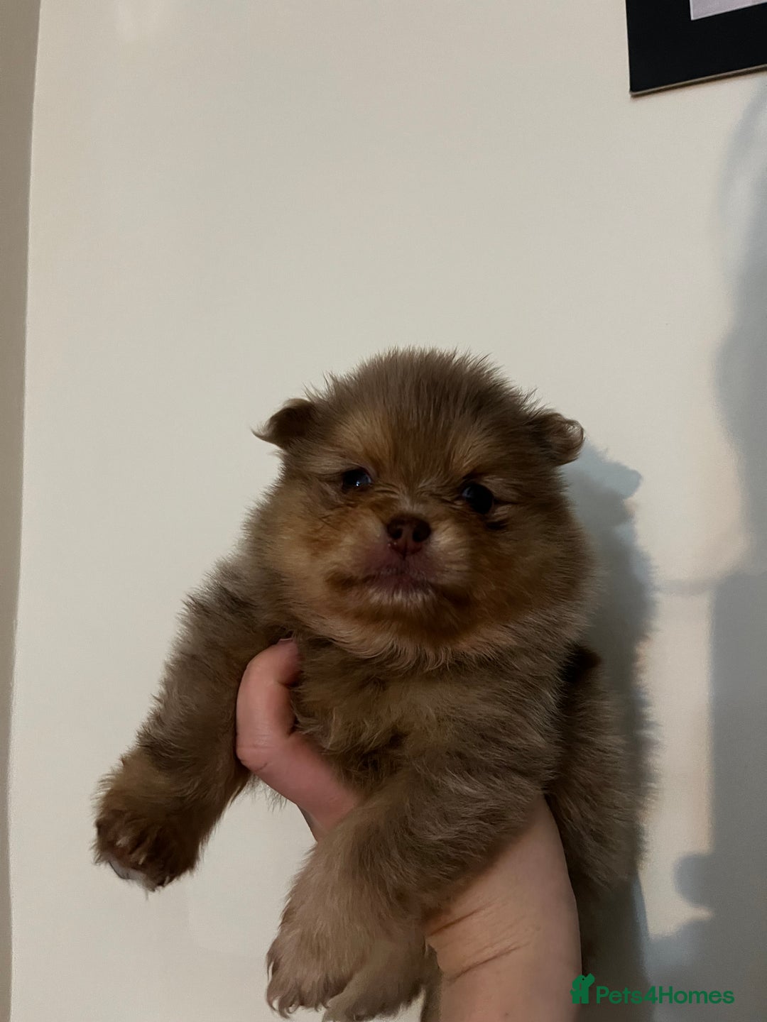 Pomeranian dogs for sale: Fluffy Pomeranian puppy’s MERLE & CHOCOLATE - Advert 24