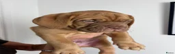 Dogue De Bordeaux dogs for sale: Dogue De Bordeaux puppies  - Advert 10