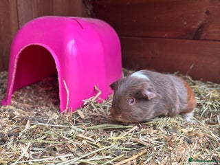 Guinea Pig rodents - Advert 24